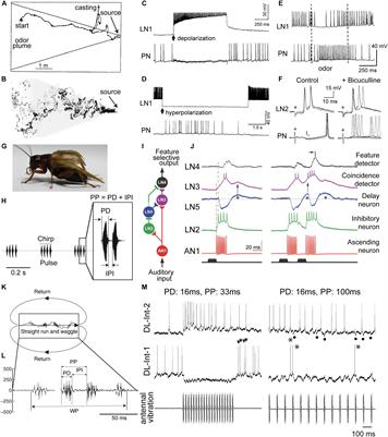 Inhibitory Pathways for Processing the Temporal Structure of Sensory Signals in the Insect Brain